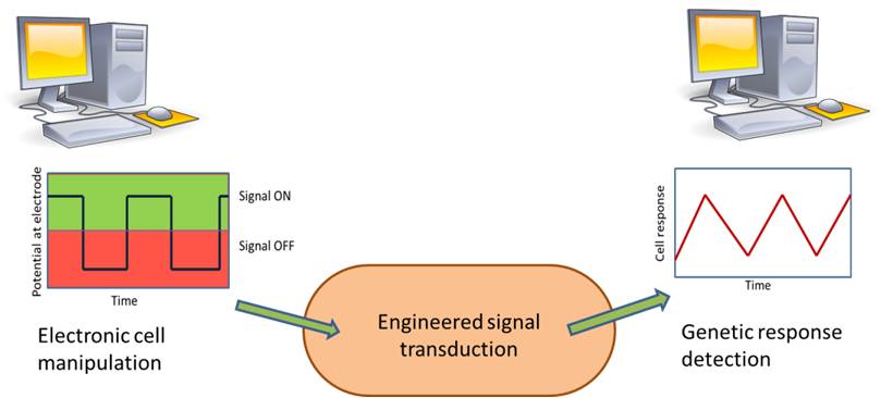 Scheme 1: Information transfer between electronics and cells with signal amplification and synchronization