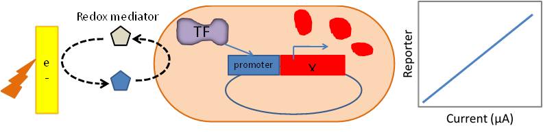 Scheme 2: Redox mediator interaction with electrode activating transcription factor and reporter protein