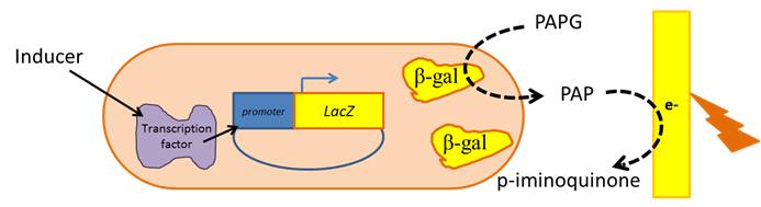 Scheme 3: Inducer interaction with cells showing LacZ gene transcription and electrochemical detection