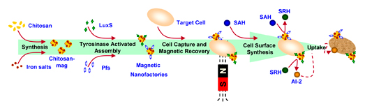 Schematic showing method to create magnetic nanofactories for altering bacterial response via AI-2 delivery