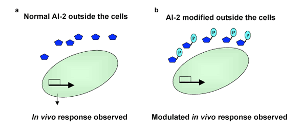 Diagram comparing native vs engineered E. coli response to AI-2 signaling